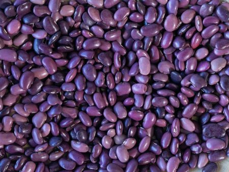 Ayocote Morado Bean Discount