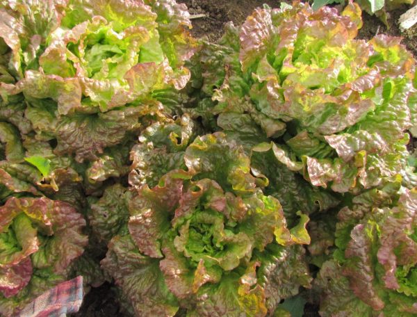 Drunken Woman Lettuce Supply