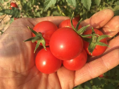 Chadwick Cherry Tomato Online