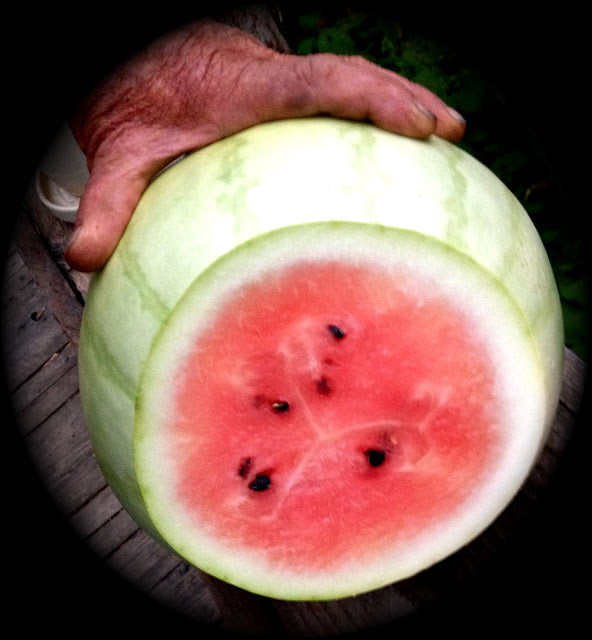 Christmas Watermelon For Discount