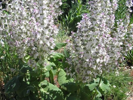 Clary Sage Cheap