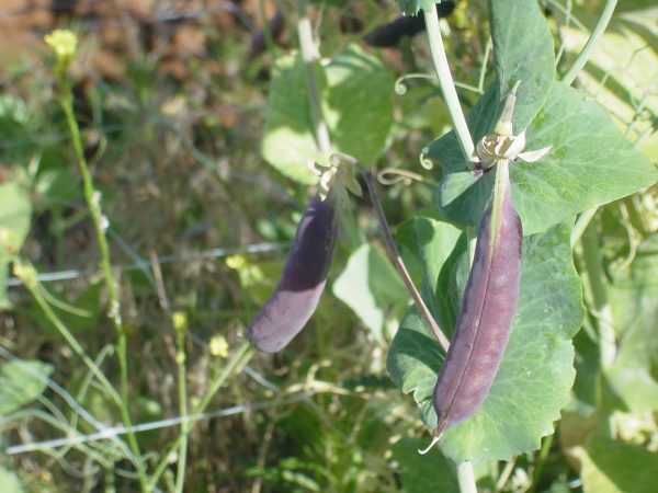 Sugar Magnolia Purple Snap Pea Sale