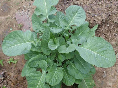 Ethiopian Kale on Sale