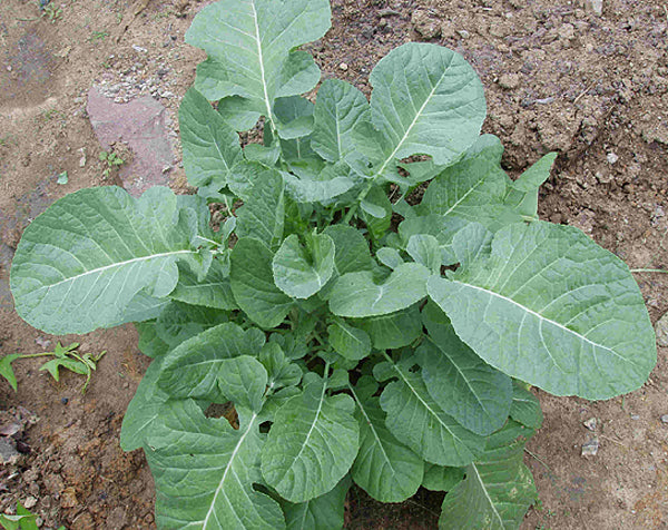 Ethiopian Kale on Sale