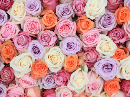 24 Farmers Choice Luxury Roses + Shipping Online now