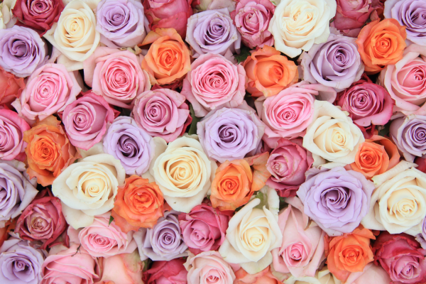 24 Farmers Choice Luxury Roses + Shipping Online now