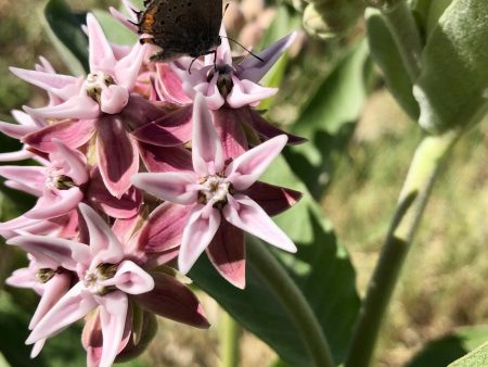 Showy Milkweed For Discount