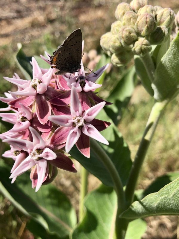 Showy Milkweed For Discount