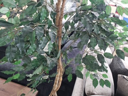 6 FOOT GREEN FICUS TREE Sale