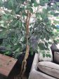 6 FOOT GREEN FICUS TREE Sale